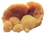 Sea Sponge - Made by Pre De Provence